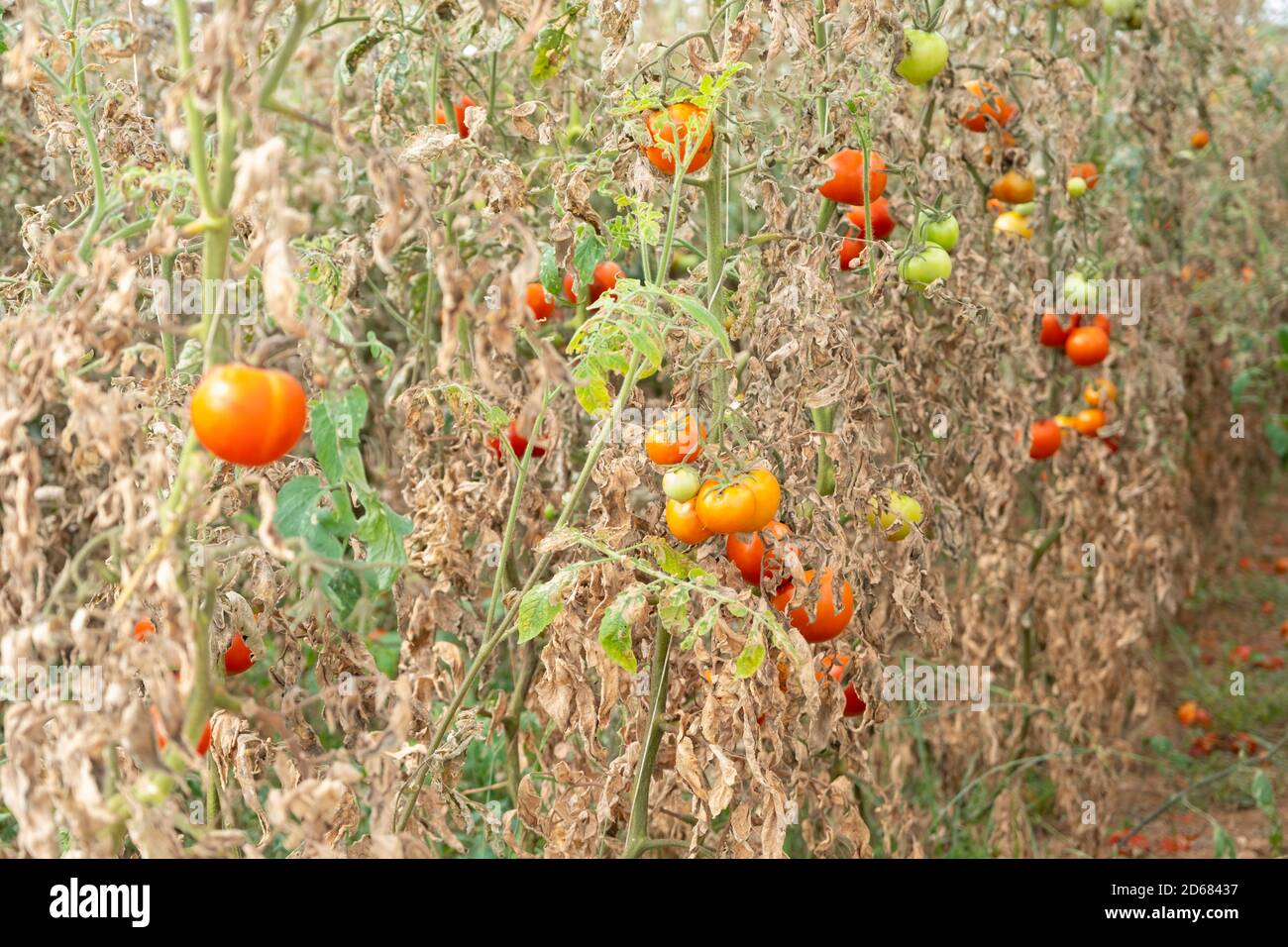 Im Gewächshaus angebaute Tomaten werden wegen Krankheit oder Störung getrocknet. Agrarkonzept Stockfoto