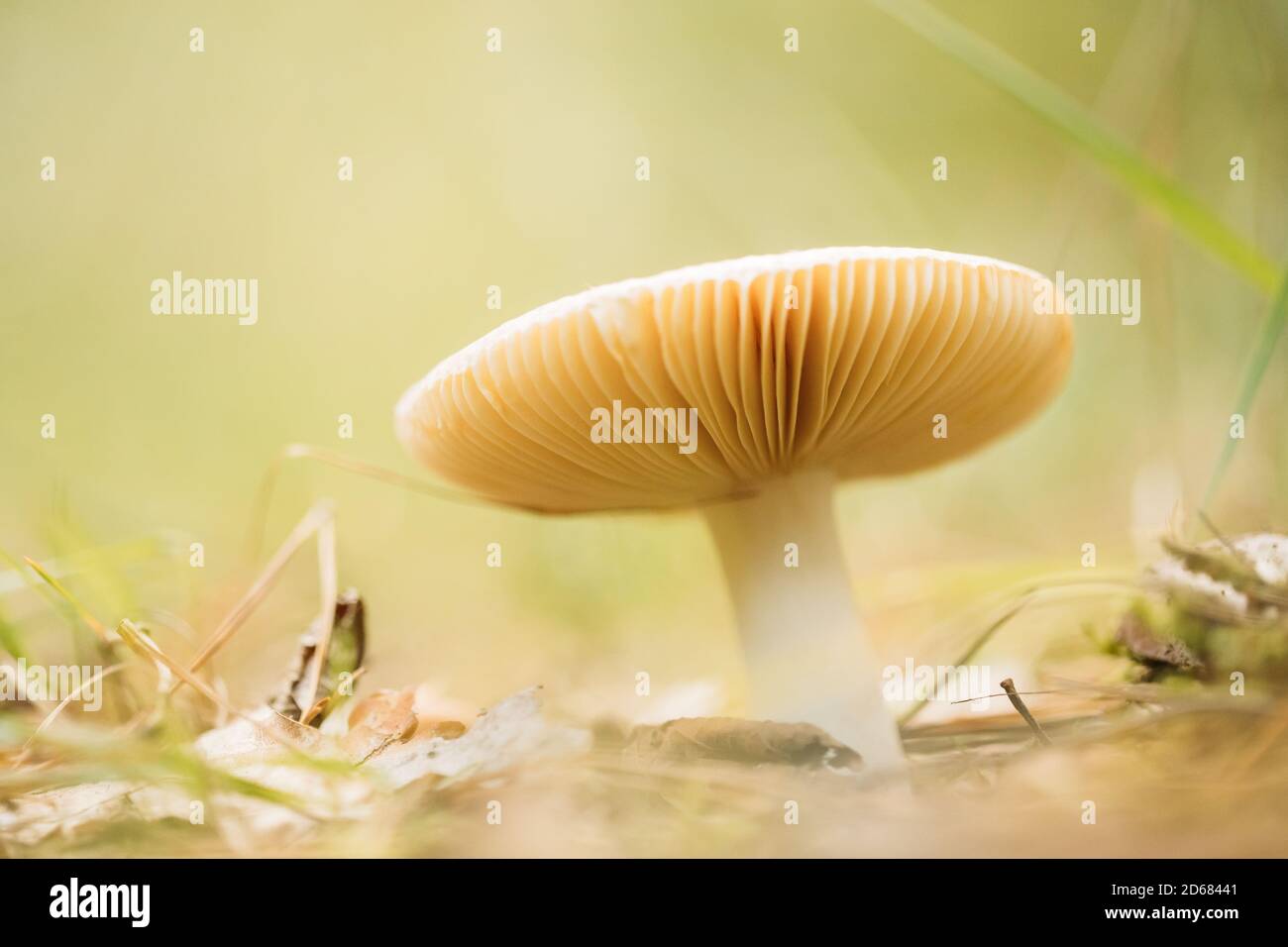 Täubling Pilzwuchs Unter Gefallenen Blättern Im Herbstwald. Ansicht Von Unten Stockfoto