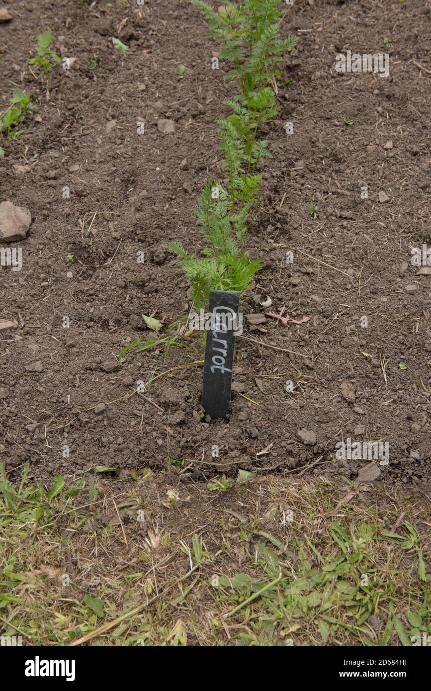Botanische Kennzeichnung für selbst angebaute Bio-Karotten (Daucus carrota subsp. Sativus) auf einer Zuteilung in einem Gemüsegarten Stockfoto