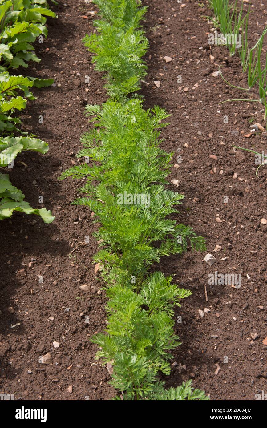 Reihe von selbst angebauten Bio-Karotten (Daucus carrota subsp. Sativus) wächst auf einer Zuteilung in einem ummauerten Gemüsegarten in Rural Somerset, England, Großbritannien Stockfoto