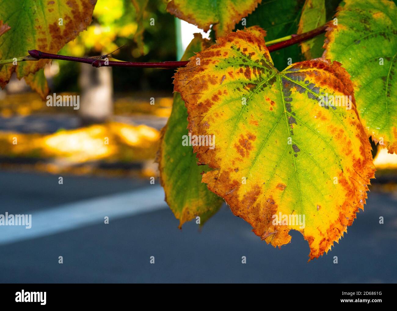 Vergilbtes Blatt auf einem Baum Zweig, der Herbst fühlt Stockfoto