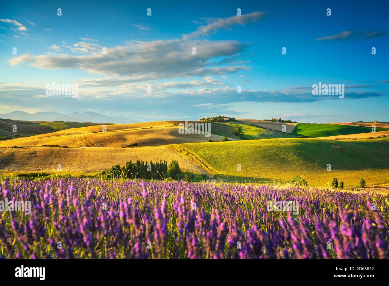 Lavendelblüten in der Toskana, sanfte Hügel und grüne Felder. Santa Luce, Pisa Italien, Europa Stockfoto
