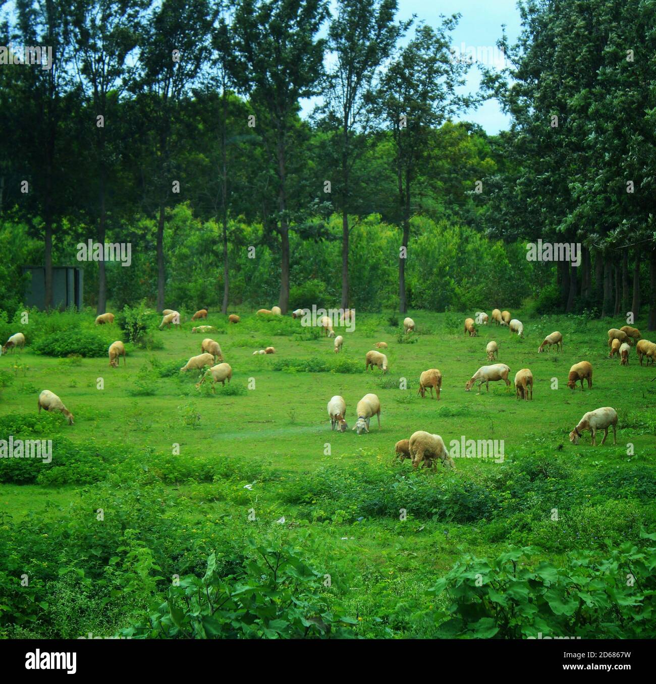 Weidende Schafe auf einem offenen Feld, Hirten aufpassen, so dass keine Schafe verloren ist und jeder ist in seiner Reichweite. Stockfoto