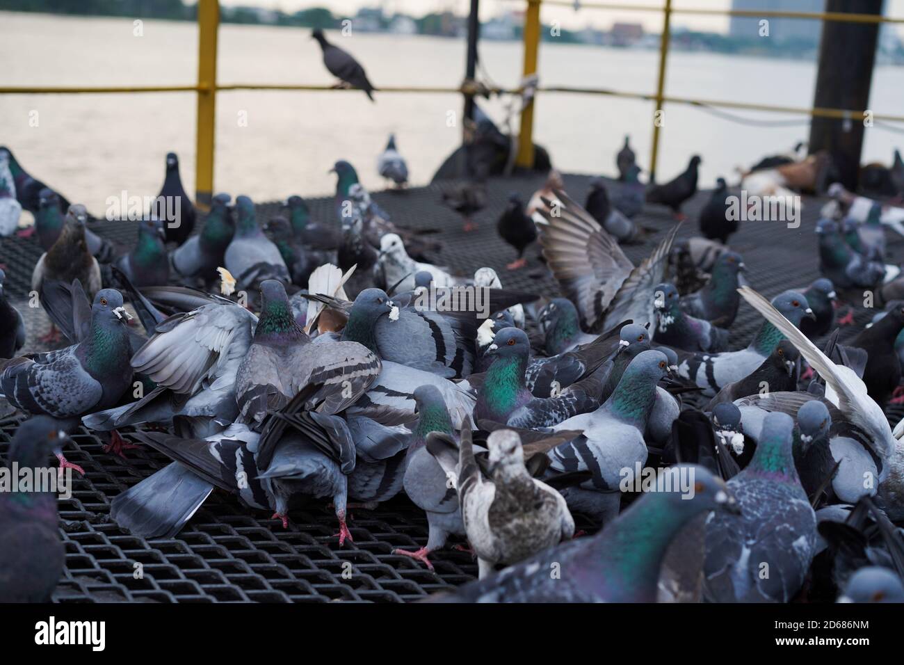 Gruppe von Steintauben Tauben essen und füttern mit einem Stück Brot in Bangkok Stadt, Thailand Stockfoto