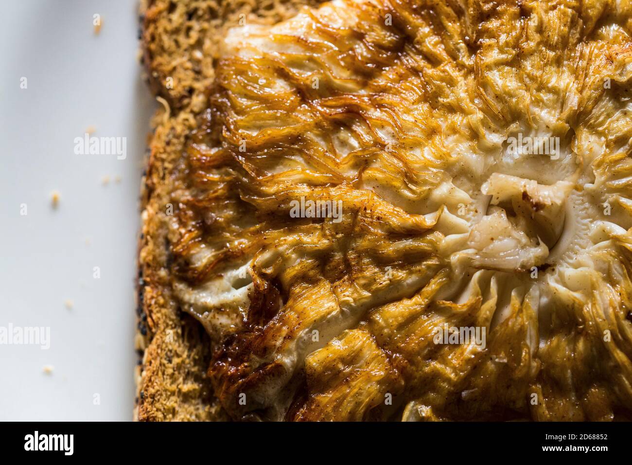 Kochen essbare Sonnenschirmpilze (Macrolepiota procera) in Kent, Großbritannien gefunden Stockfoto