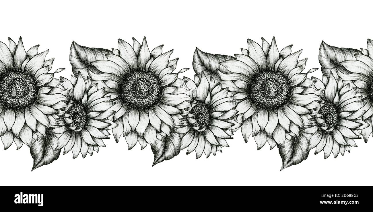 Schwarz und weiß Sonnenblumen nahtlose Grenze, realistische Wildblumen dekorative Illustration, Sonnenblume Tinte Kunst, schwarz floral Skizze Bordüre Design Stockfoto