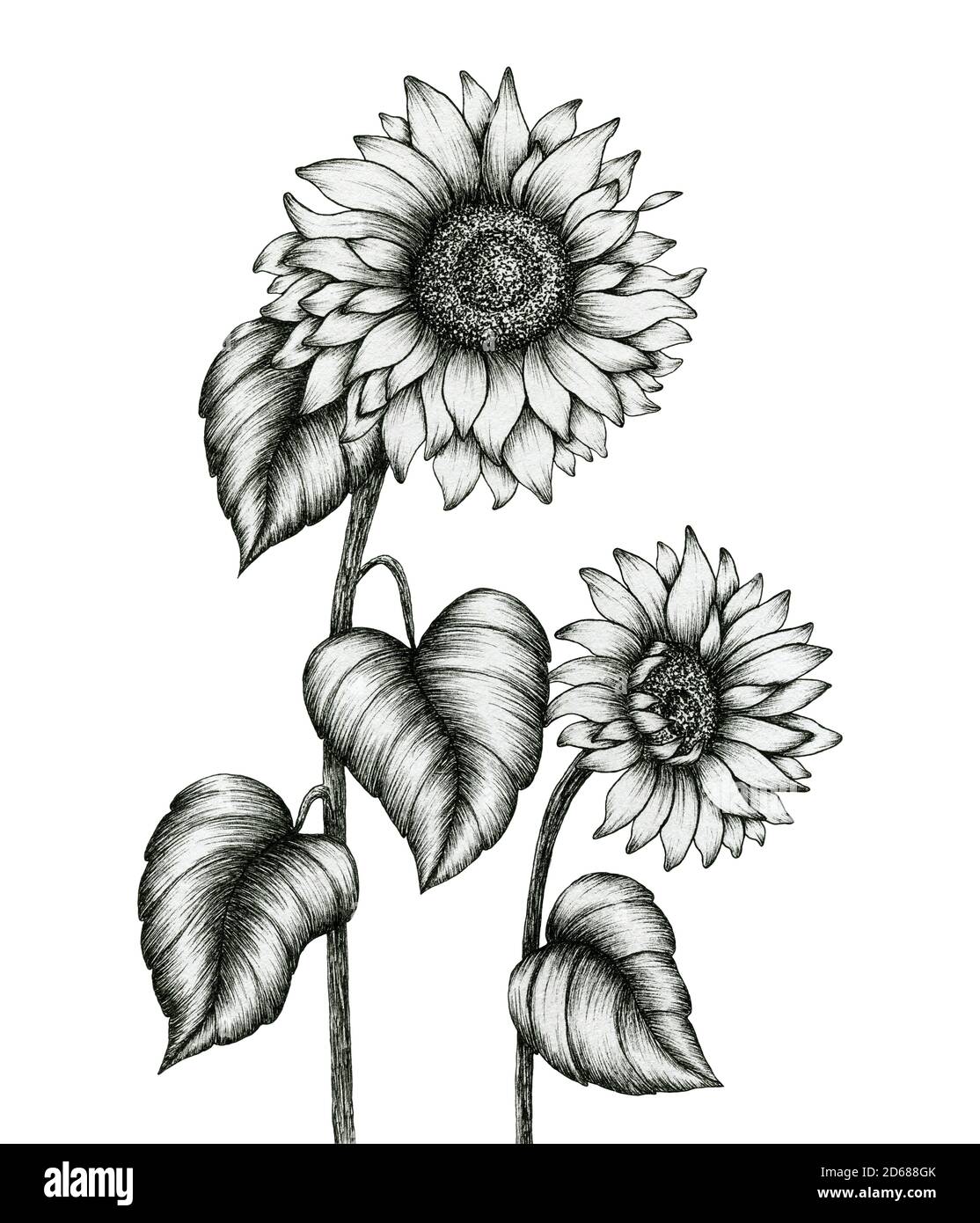 Sonnenblume handgezeichnete Illustration isoliert auf weiß, schwarz und weiß florale Tinte Stift Skizze, vintage monochrome realistische Sonnenblumen Zeichnung Stockfoto