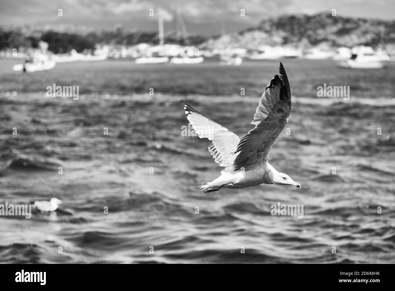 Nahaufnahme einer Möwe, die über dem Meer in der Nähe der Insel Budelli im Archipel von Maddalena, Sardinien, Italien fliegt Stockfoto