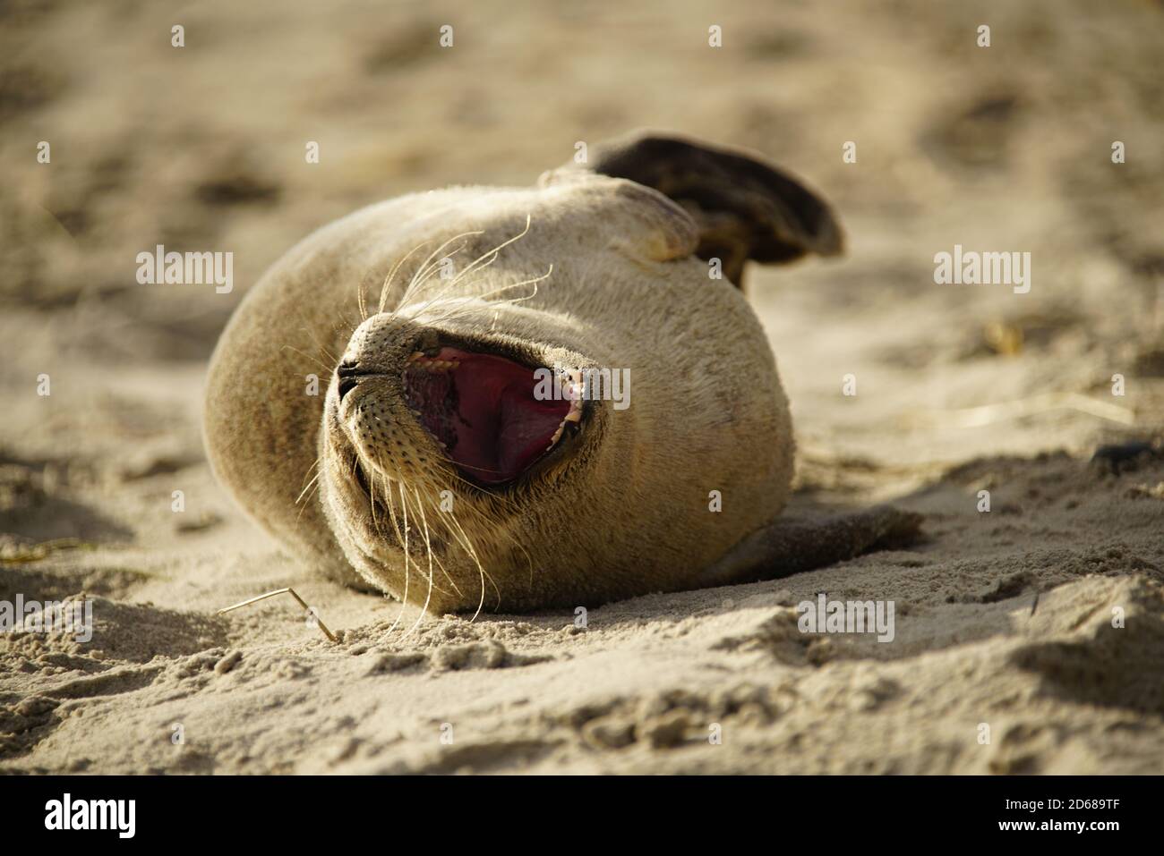 Robbenwelpe am Strand Ostküste Grenen Dänemark Stockfoto