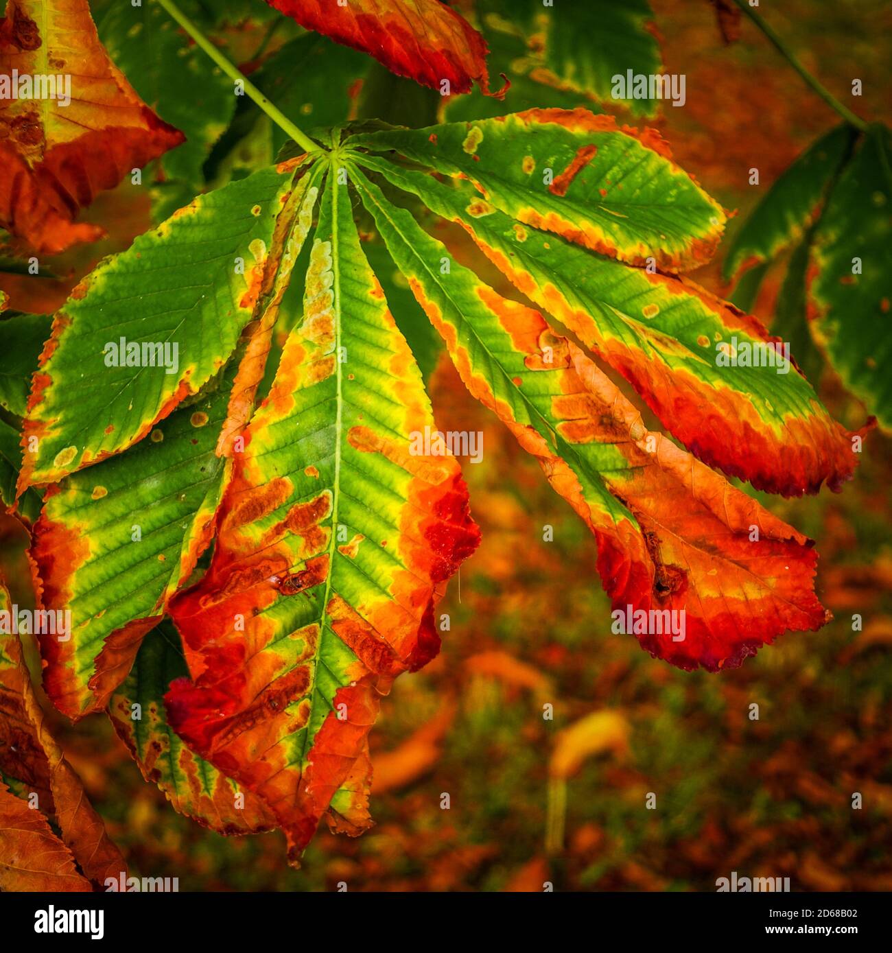 Kastaniengrün im Herbst Stockfoto
