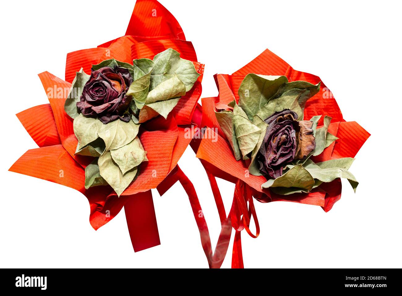 Eine verwelkte rote Rose mit einem großen roten Band, isoliert auf einem weißen Hintergrund mit einem Schnittpfad. Stockfoto