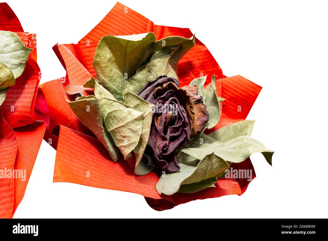 Eine verwelkte rote Rose mit einem großen roten Band, isoliert auf einem weißen Hintergrund mit einem Schnittpfad. Stockfoto