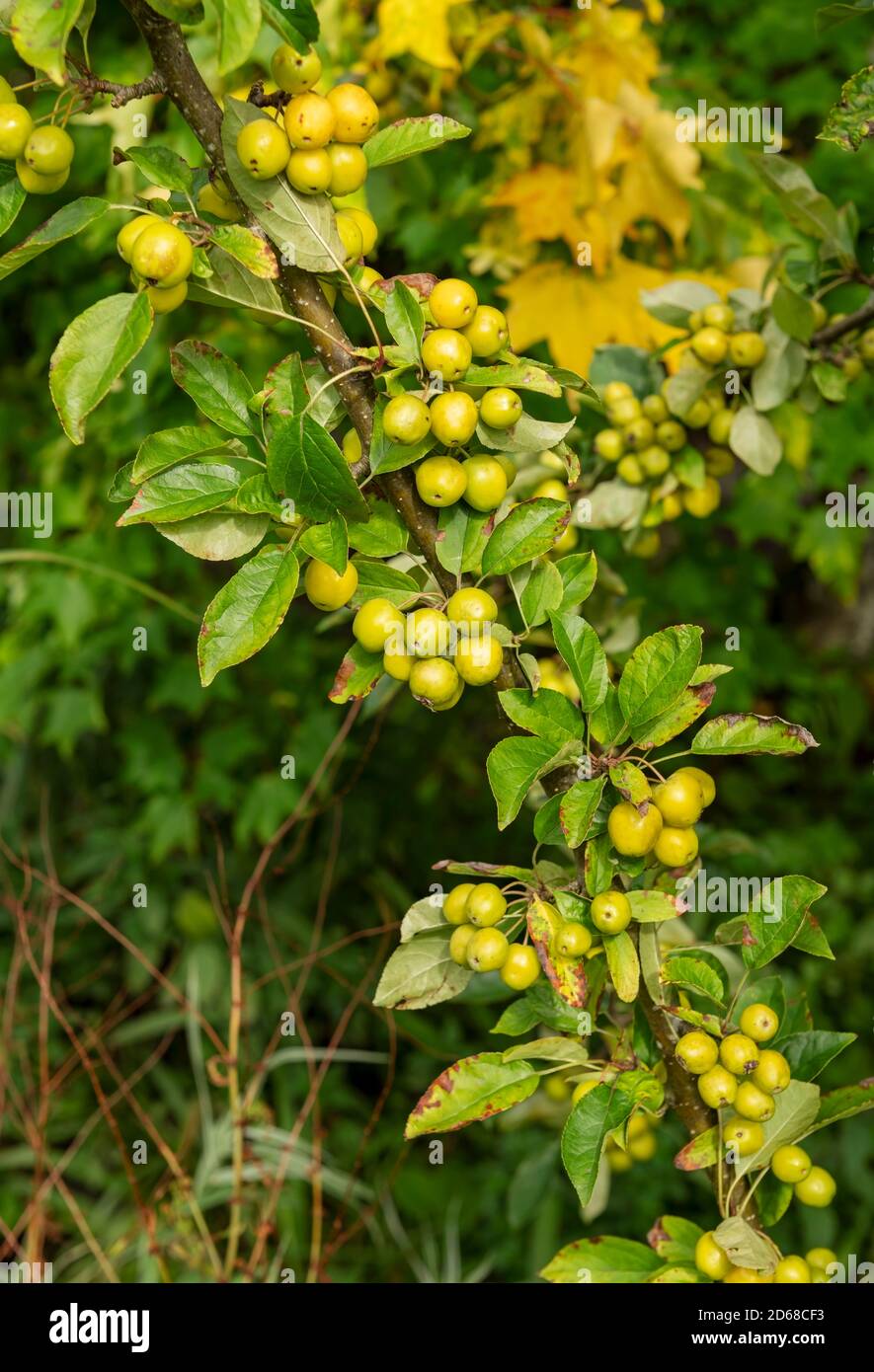 Nahaufnahme von grünen Krabbenäpfeln Krabbenanpfenobst Auf einem Baum im Herbst England Vereinigtes Königreich GB Großbritannien Stockfoto
