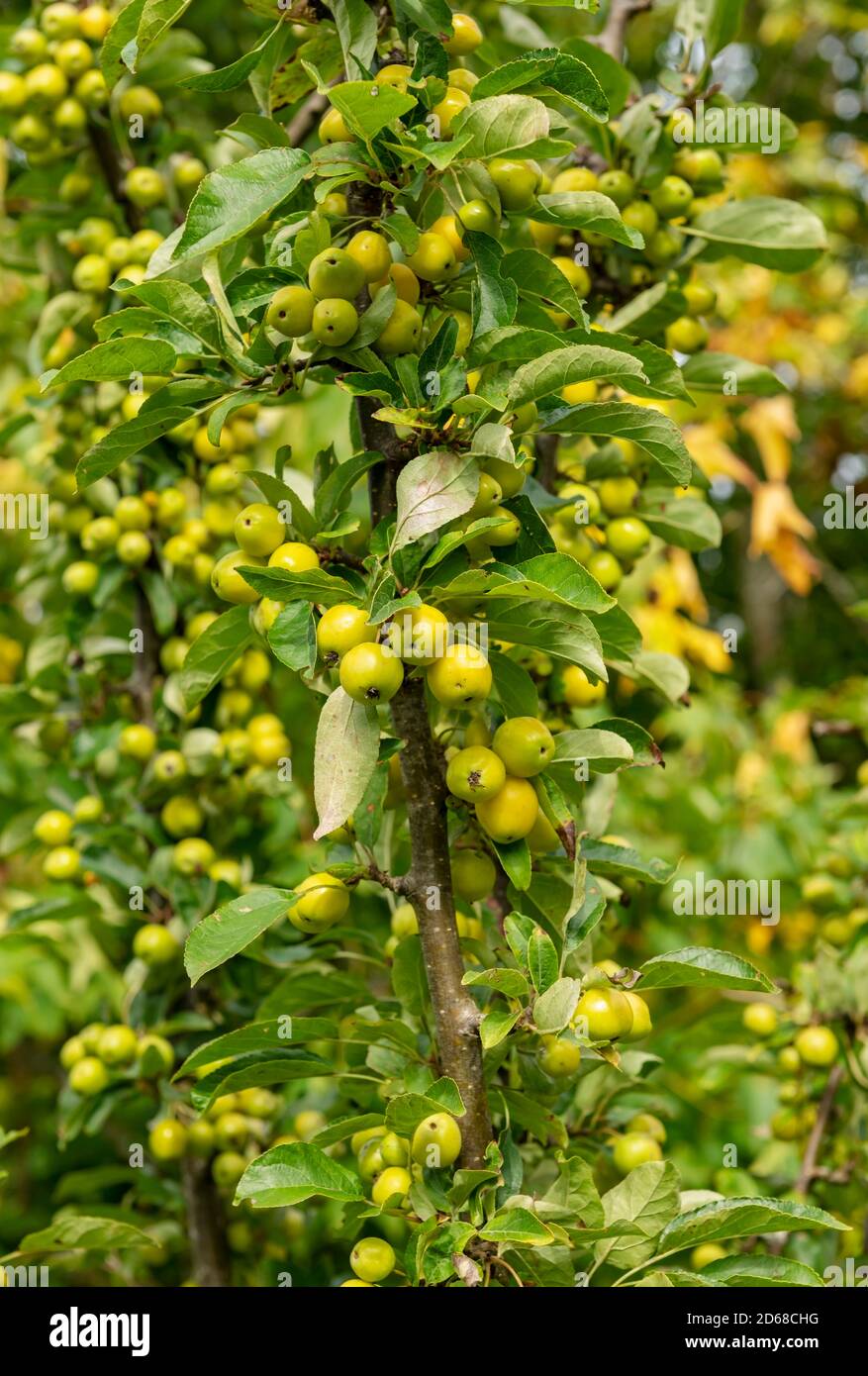 Nahaufnahme der Früchte von Krabbenapfel Krabbenapfel Baum Äpfel Im Herbst England GB Vereinigtes Königreich GB Großbritannien Stockfoto