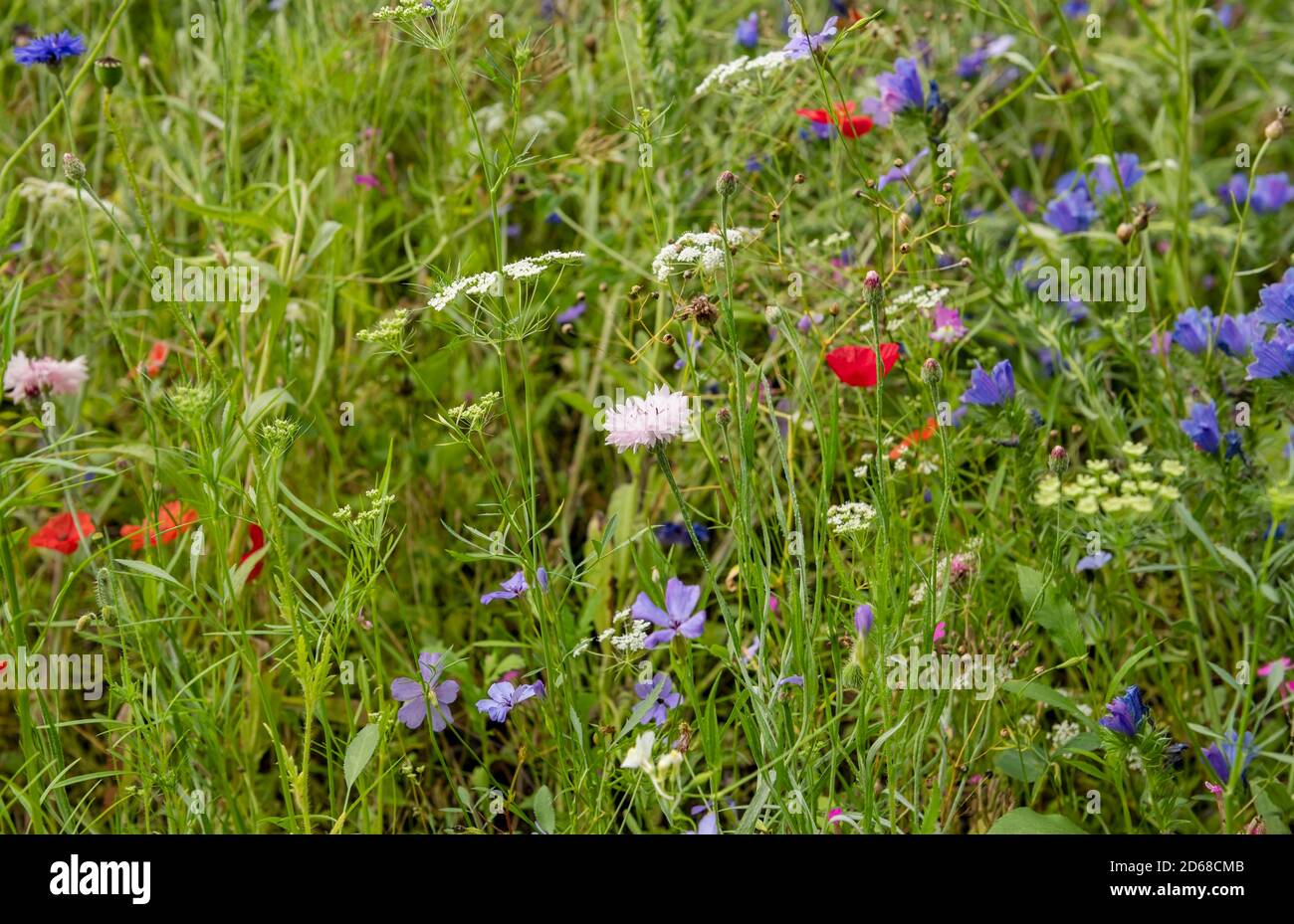 Nahaufnahme von gemischten Wildblumen in einer Gartenrandwiese im Sommer England UK Vereinigtes Königreich GB Großbritannien Stockfoto