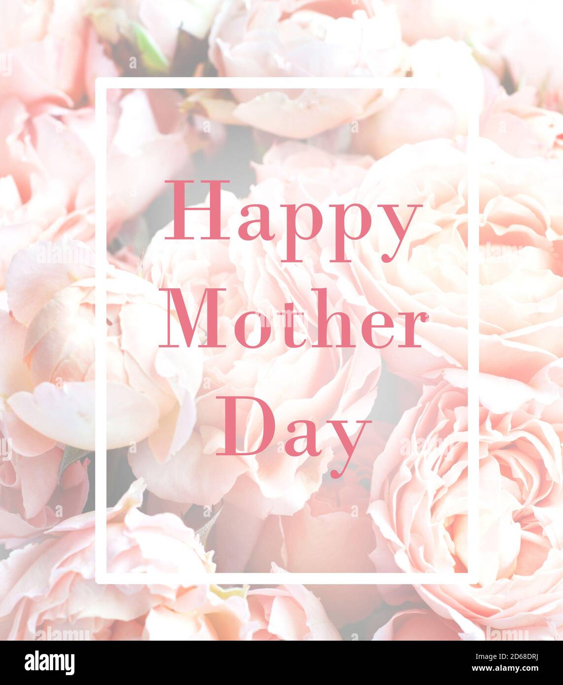 Zarte Karte mit Rosen Julia zum Muttertag. Rosa Blume Hintergrund Stockfoto