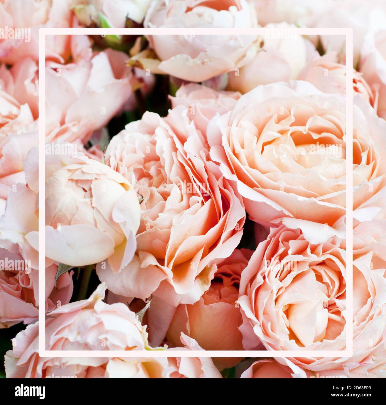 Zarte Karte mit Rosen Juliet. Rosa Blume Hintergrund.Konzept Muttertag, Familientag, Valentinstag Stockfoto