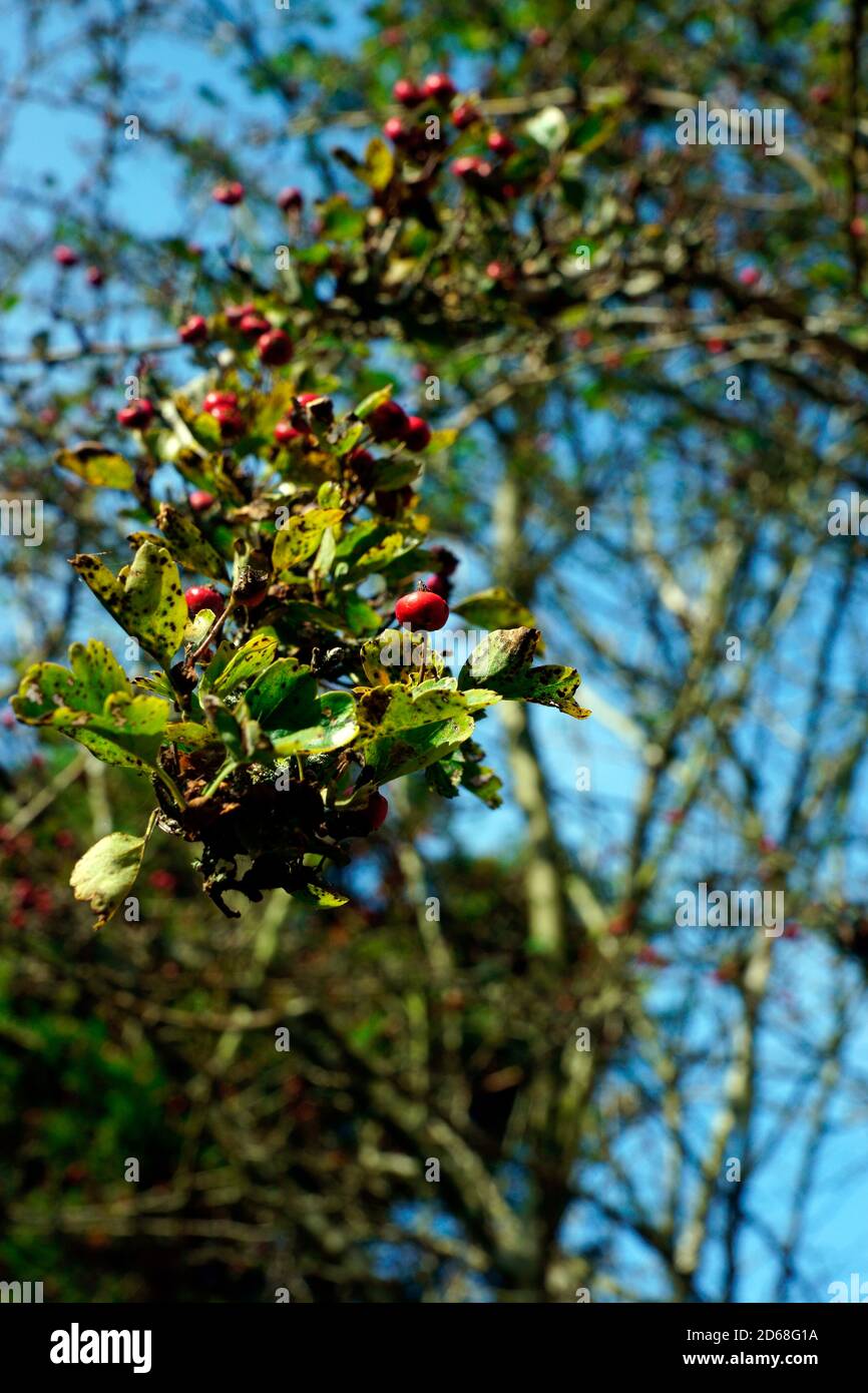 WEIßDORNBEEREN Stockfoto