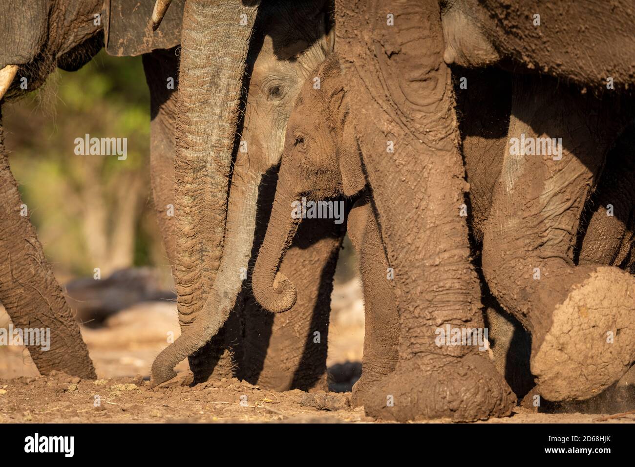 Elefantenherde Wandern Schutz eines Elefantenbabys in Botswana Stockfoto