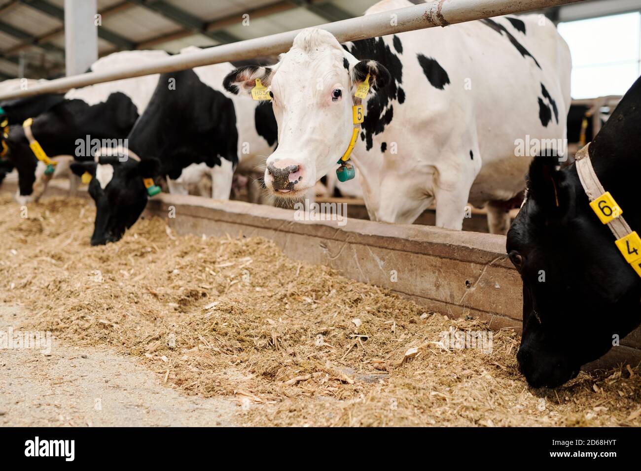 Gruppe von Milchkühen in Halsbändern in Viehstall stehen Und Heu essen auf Milchviehbetrieb Stockfoto