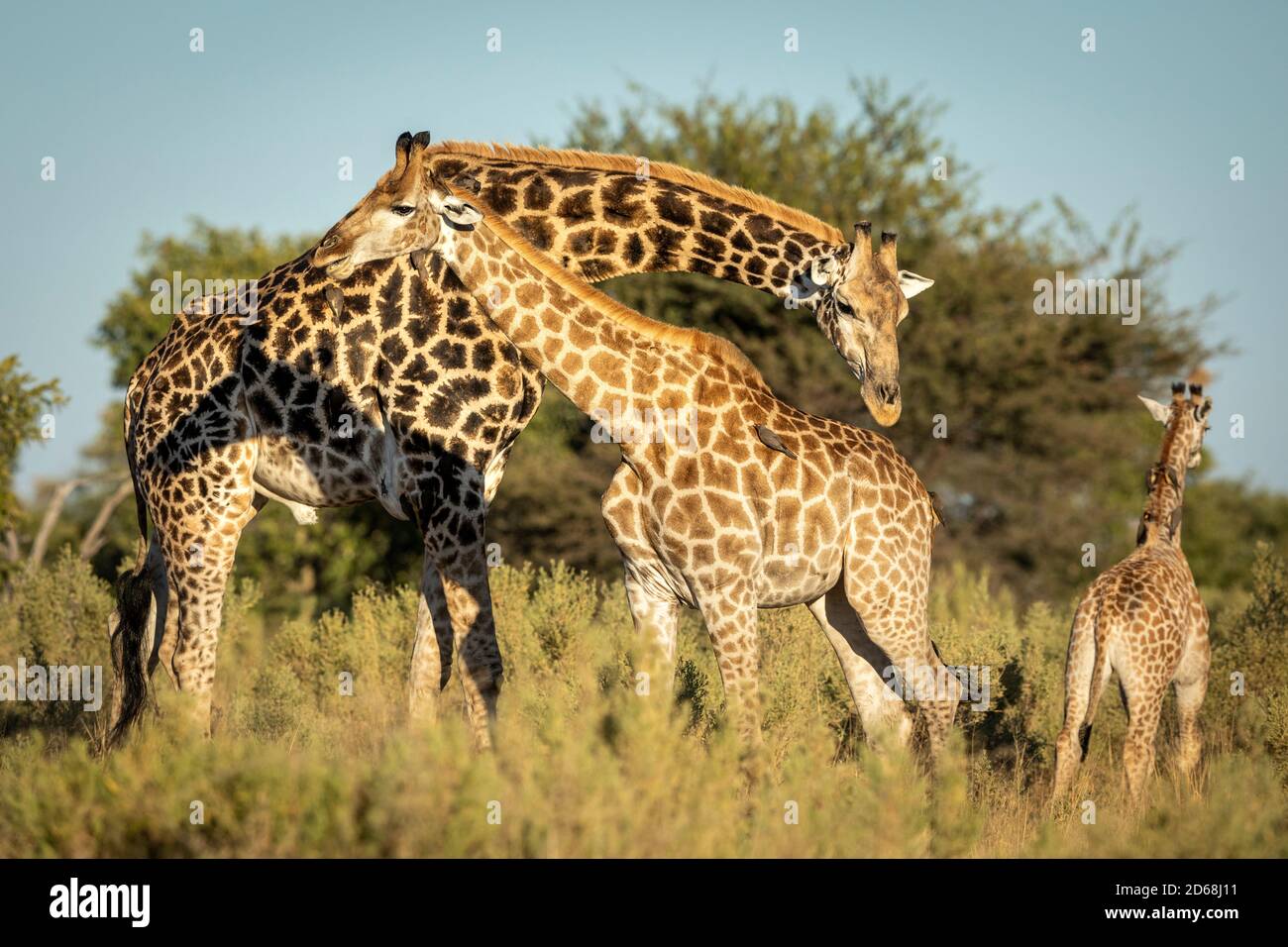 Mutter, Vater und Baby Giraffe stehen zusammen im grünen Busch im Moremi Reserve im Okavango Delta in Botswana Stockfoto