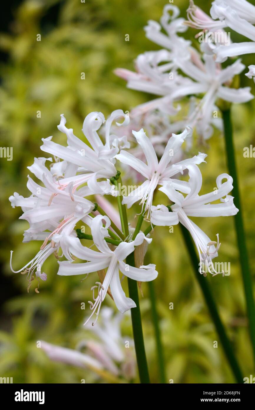 Nerine Nikita Guernsey Lily Bowden-Cornish Lily Blume weiße Blüten gefärbt Mit Pink Stockfoto