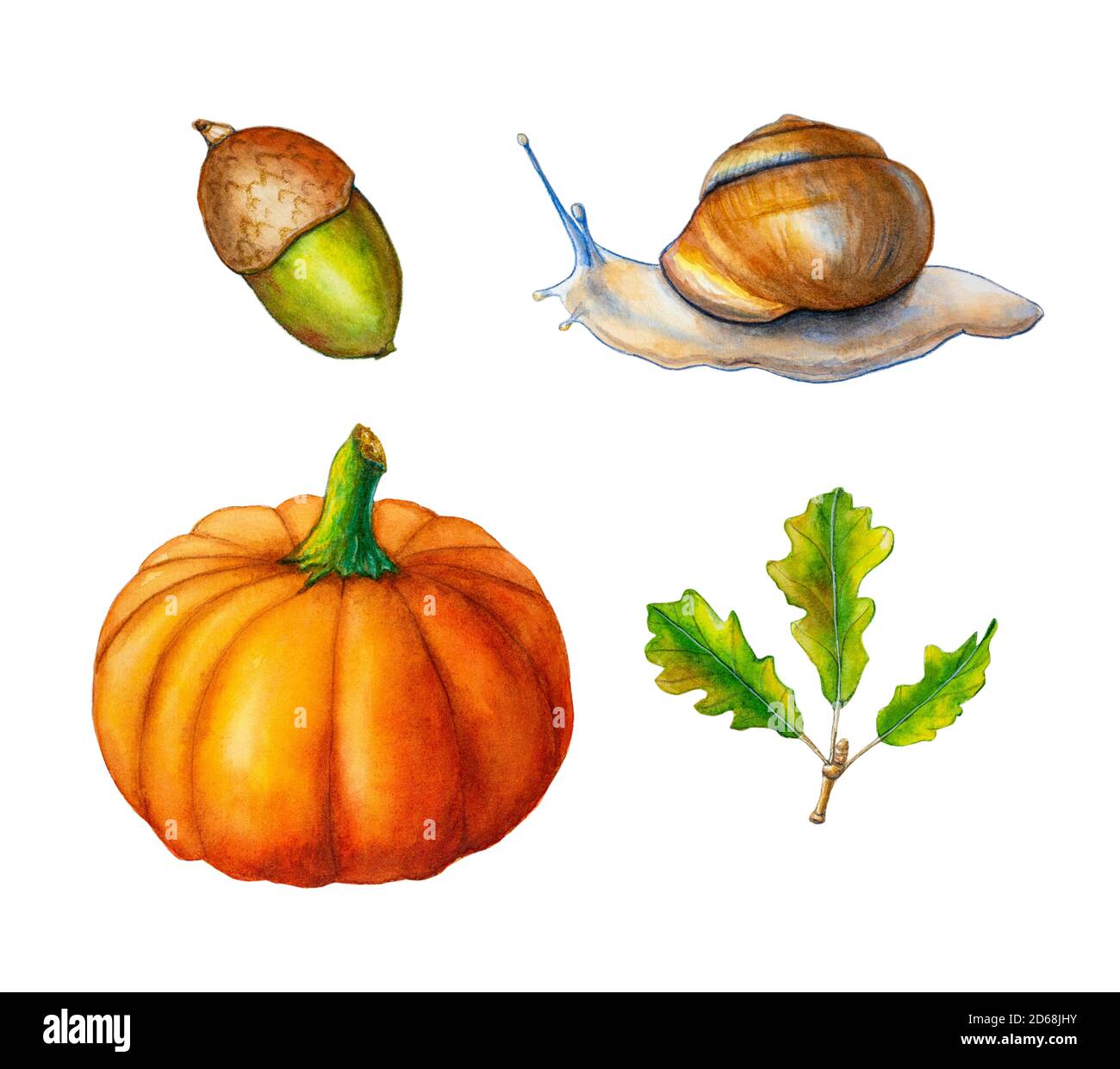 Einige im Herbst inspirierte Aquarellzeichnungen, darunter einige Blätter, eine Eichel, Kürbis und eine Schnecke. Traditionelle Aquarelldarstellung. Stockfoto