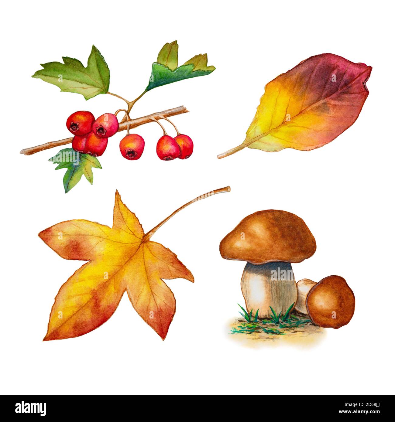 Einige im Herbst inspirierte Aquarellzeichnungen, darunter einige Blätter, Beeren und Pilze. Traditionelle Aquarelldarstellung. Stockfoto