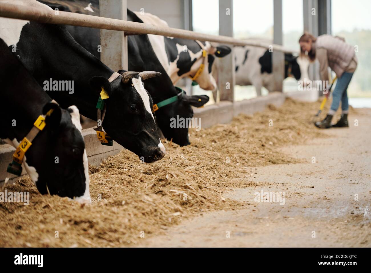 Herde von schwarzen und weißen Kühen in Halsbändern stehend Rudern und Heu essen in Viehstall Stockfoto