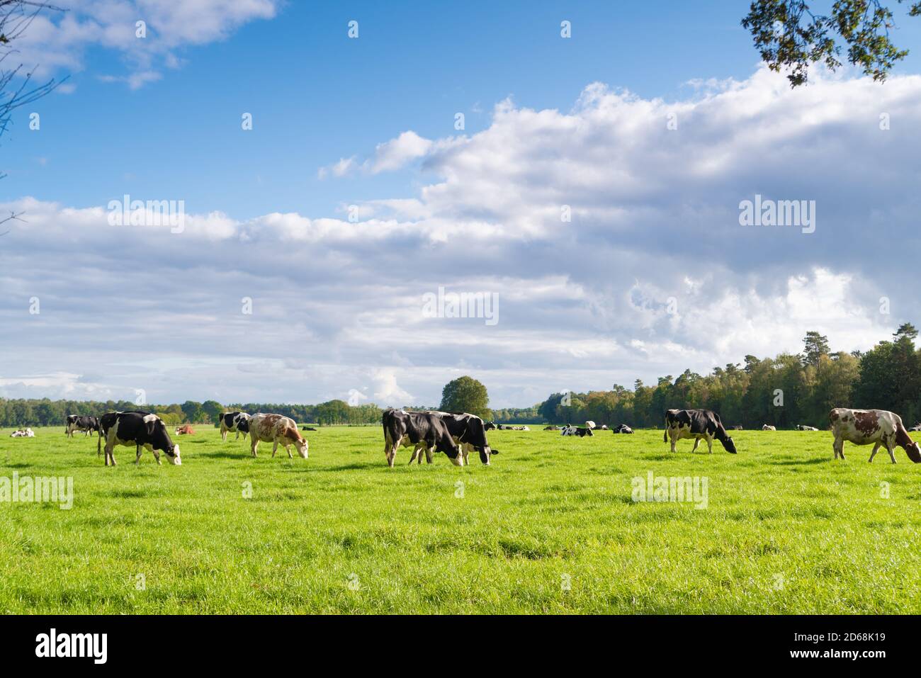 Rote und schwarze friesische Kühe auf einer holländischen Wiese Stockfoto