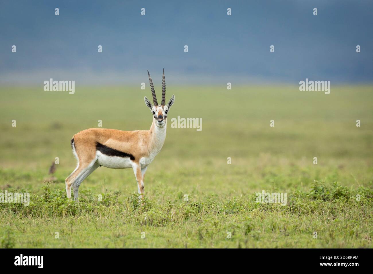 Thompson's Gazelle steht in grünen Ebenen des Ngorongoro Crater in Tansania Stockfoto