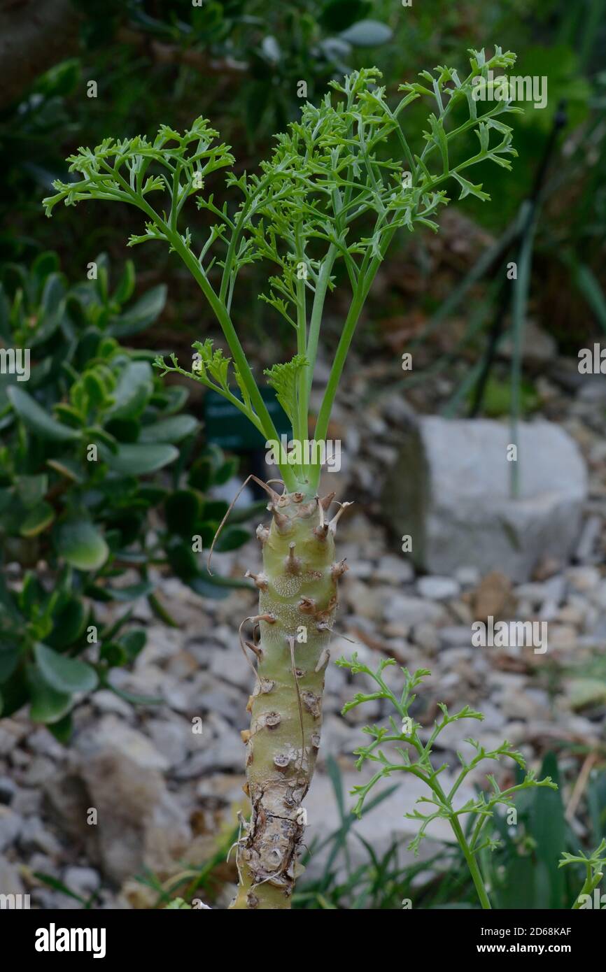 Junger Spross der Pelargonium paniculatum Pflanze National Botanical Gardenof Wales Llanarthney Wales Großbritannien Stockfoto