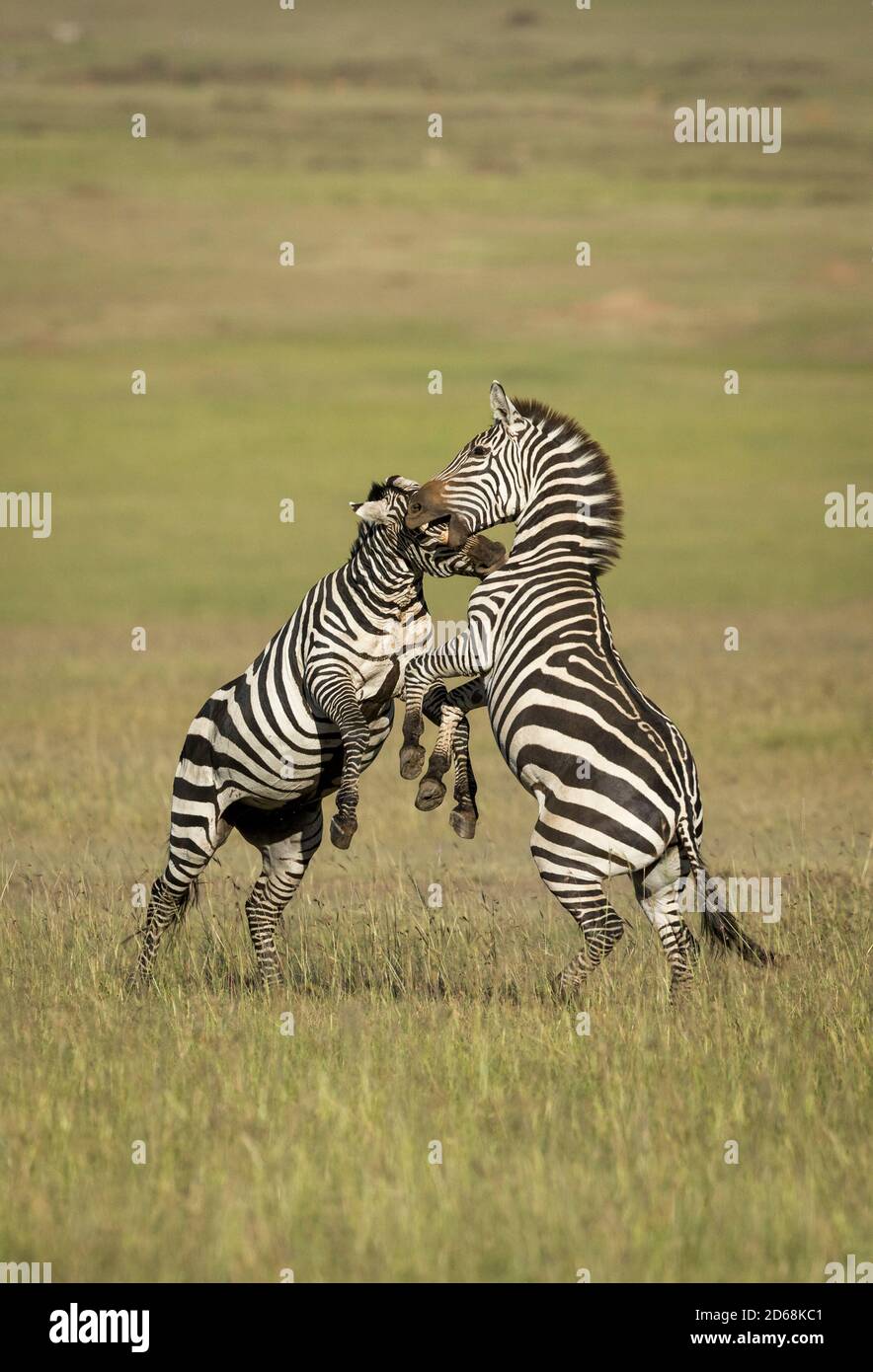 Zwei Erwachsene Zebras stehen auf den Hinterbeinen beißen sich gegenseitig In der Morgensonne in Masai Mara in Kenia Stockfoto