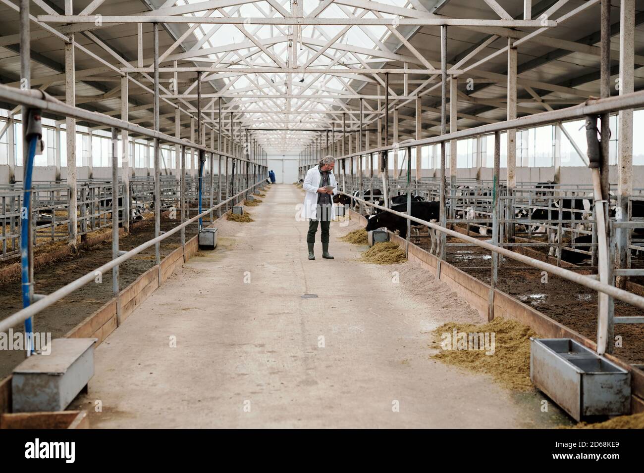 Tierarzt in Laborkittel mit Tablette während der Untersuchung der Ernährung Von Kühen auf einem großen Bauernhof Stockfoto