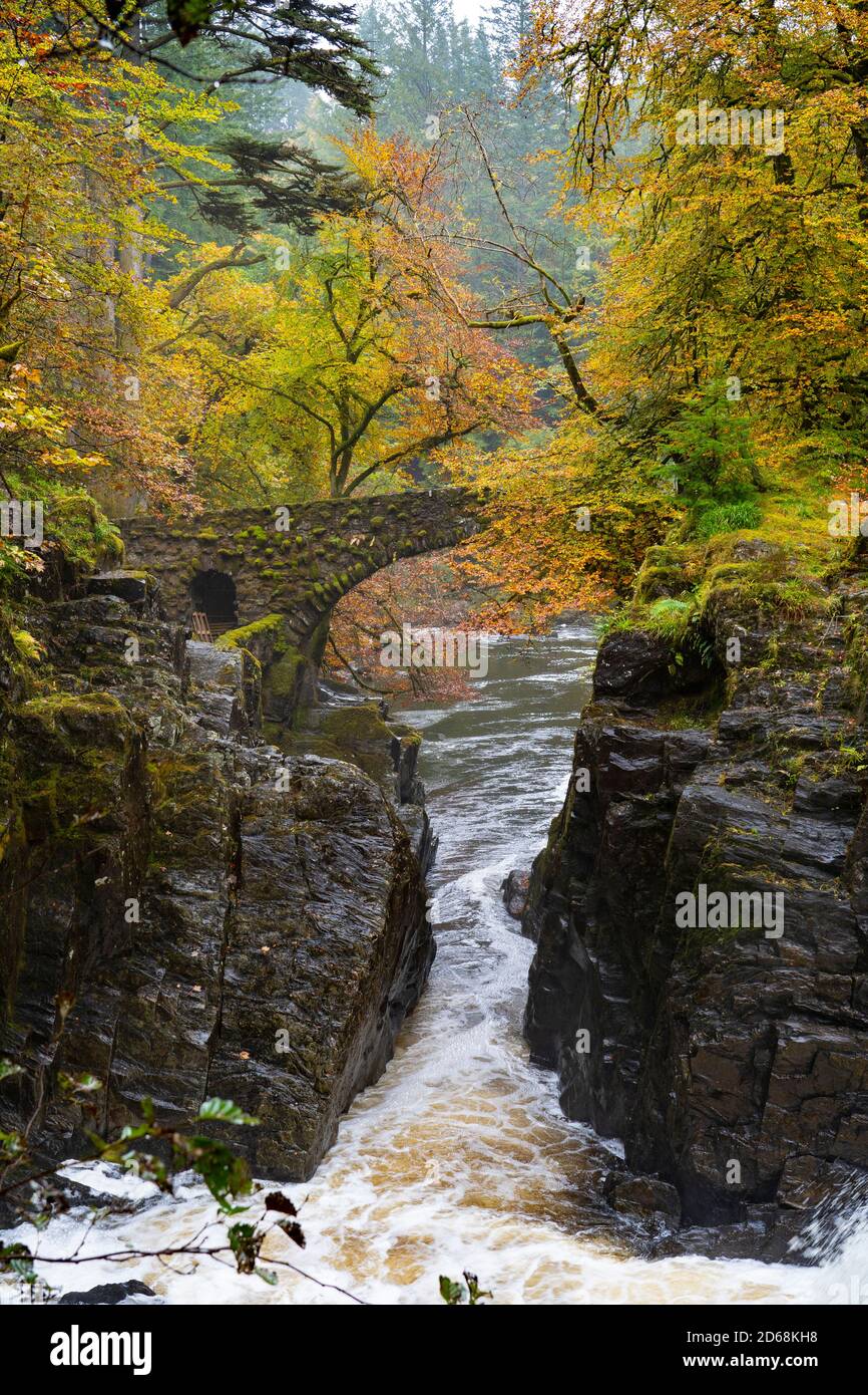 Herbstfarben auf Bäumen und River Braan in Spate in der Hermitage bei Dunkeld in Perth und Kinross. Der Standort ist ein National Trust for Scotland Protect Stockfoto