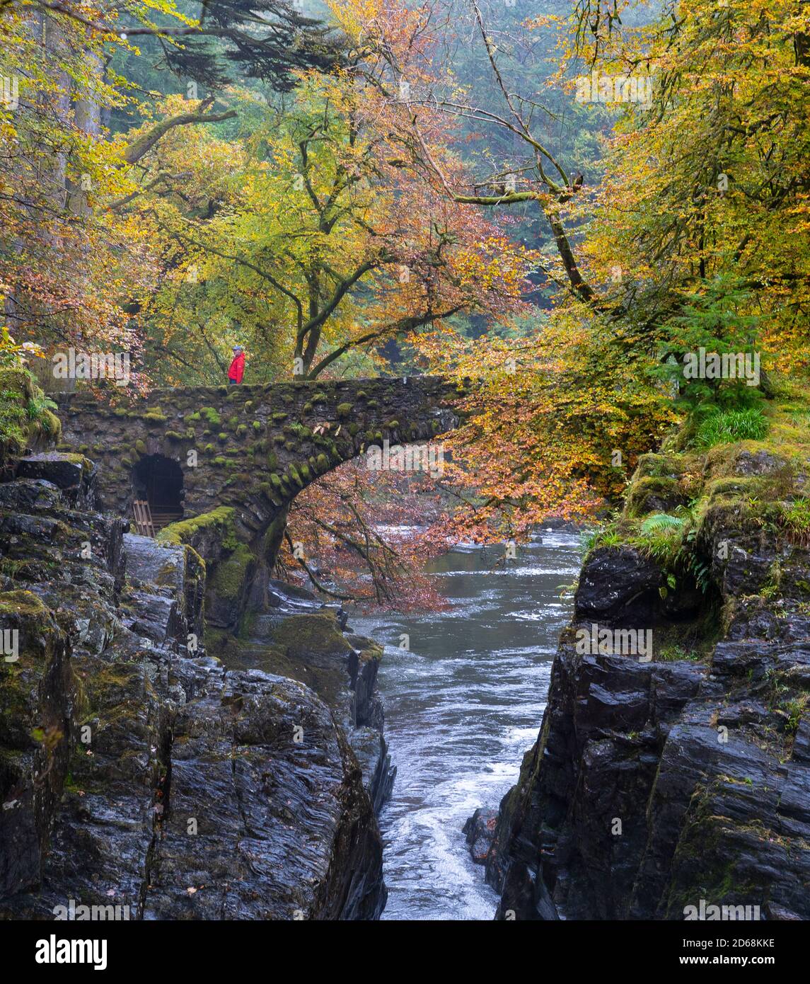 Herbstfarben auf Bäumen und River Braan in Spate in der Hermitage bei Dunkeld in Perth und Kinross. Der Standort ist ein National Trust for Scotland Protect Stockfoto