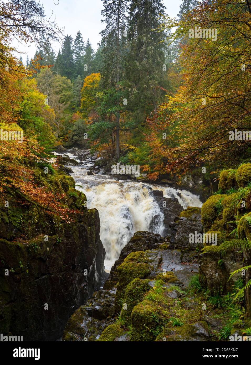 Herbstfarben auf Bäumen und River Braan in Spate in der Hermitage bei Dunkeld in Perth und Kinross. Der Standort ist ein National Trust for Scotland Protect Stockfoto