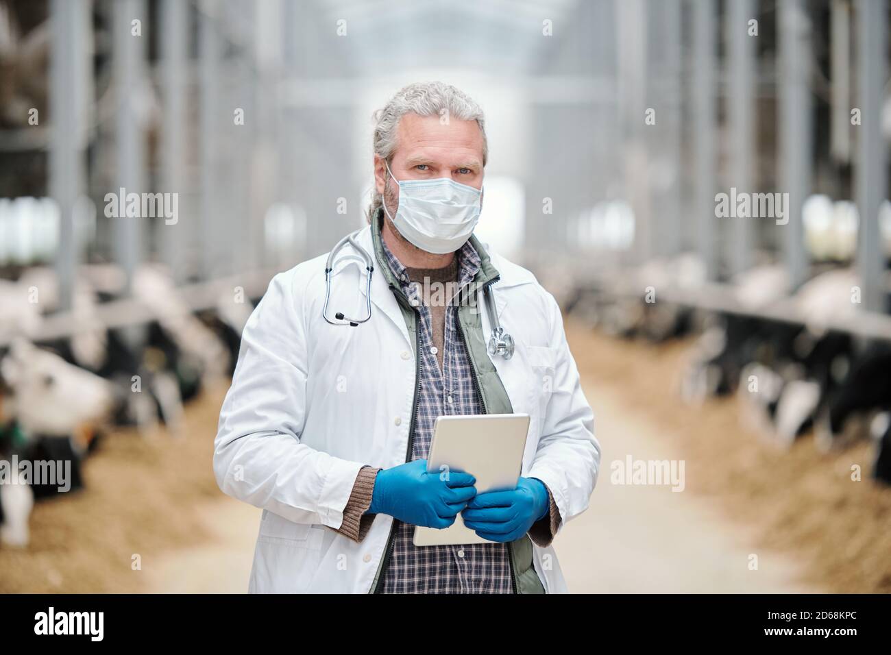 Porträt des männlichen Landvets in Maske und Laborkittel Stehen mit Tablette in Kuhstall und Kontrolle der Gesundheit der Kühe Stockfoto
