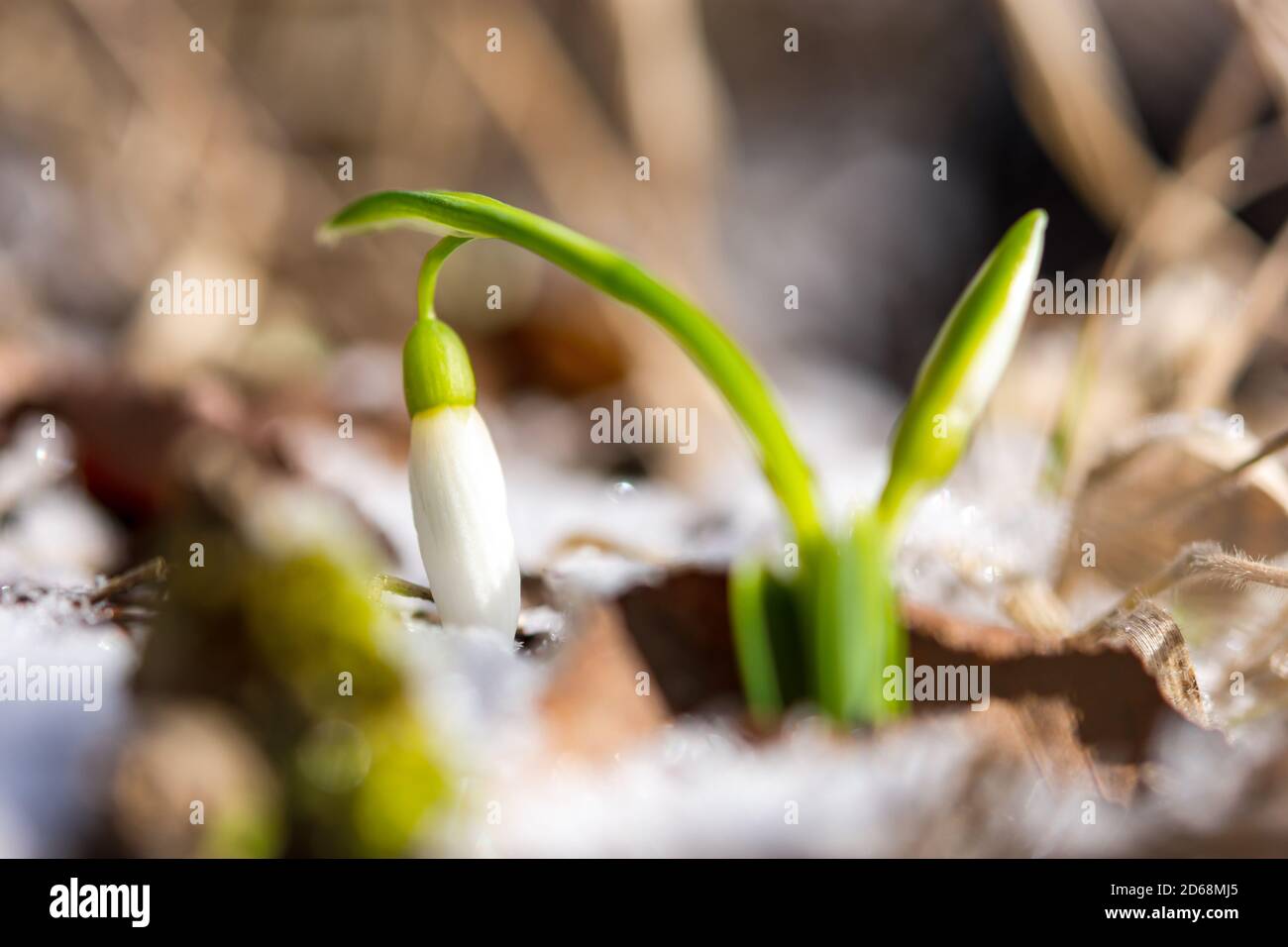 Schneeglöckchen Galanthus nivalis im Wald aus nächster Nähe. Makrofotografie von Schneeglöckchen mit Schnee. Zarte erste Blumen machen ihren Weg durch den Schnee. Konz Stockfoto