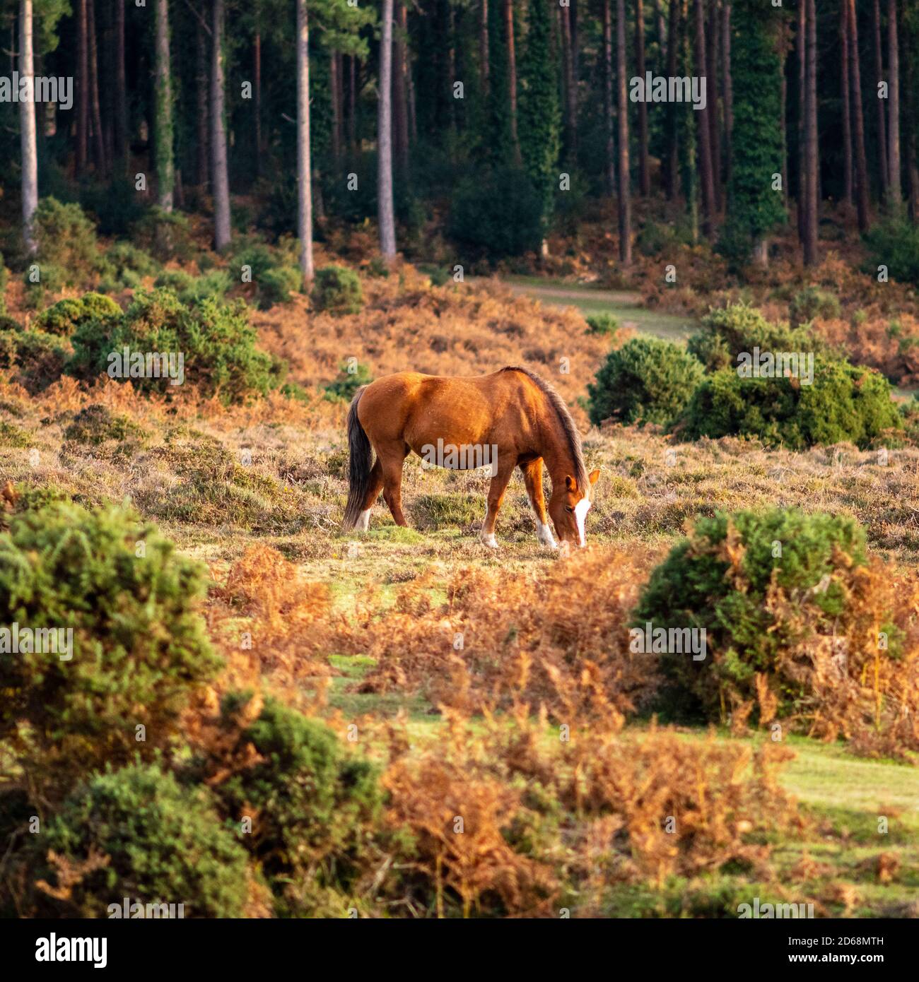 New Forest Pony in weichen warmen Herbstlicht mit Kiefer Bäume Stockfoto