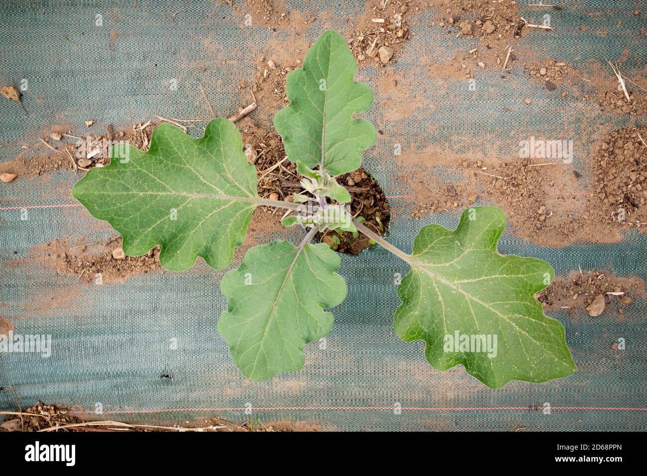 Topviw einer jungen Aubergine (Solanum melongena) Pflanze, die in Mulch wächst und mit einer Bodendecke oder Unkrautmatte bedeckt ist. Stockfoto