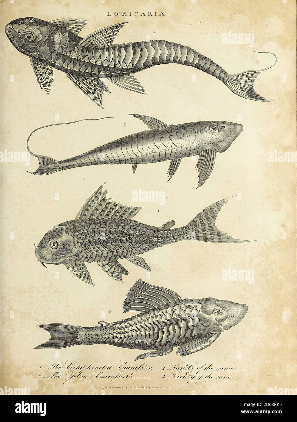 Loricaria ist eine Gattung von Panzerwelsen aus Südamerika. Kupferstich aus der Encyclopedia Londinensis oder, Universal Wörterbuch der Künste, Wissenschaften und Literatur; Band XIII; herausgegeben von Wilkes, John. Veröffentlicht 1815 in London Stockfoto