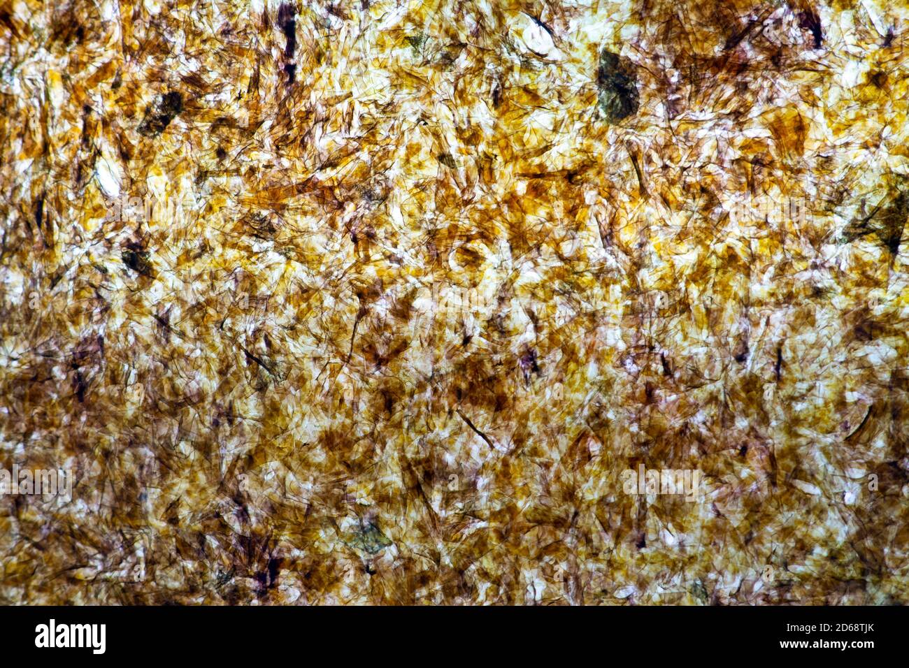 Blatt Nori Algen, abstrakt texturierter Hintergrund Stockfoto