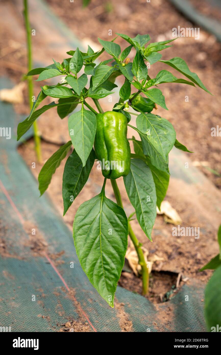 Junge Paprika-Pflanze wchst in Reihen drinnen in einem Gewchshaus Tunnel  in Mulch mit einem Boden bedeckt oder Unkraut Matte Stockfotografie - Alamy