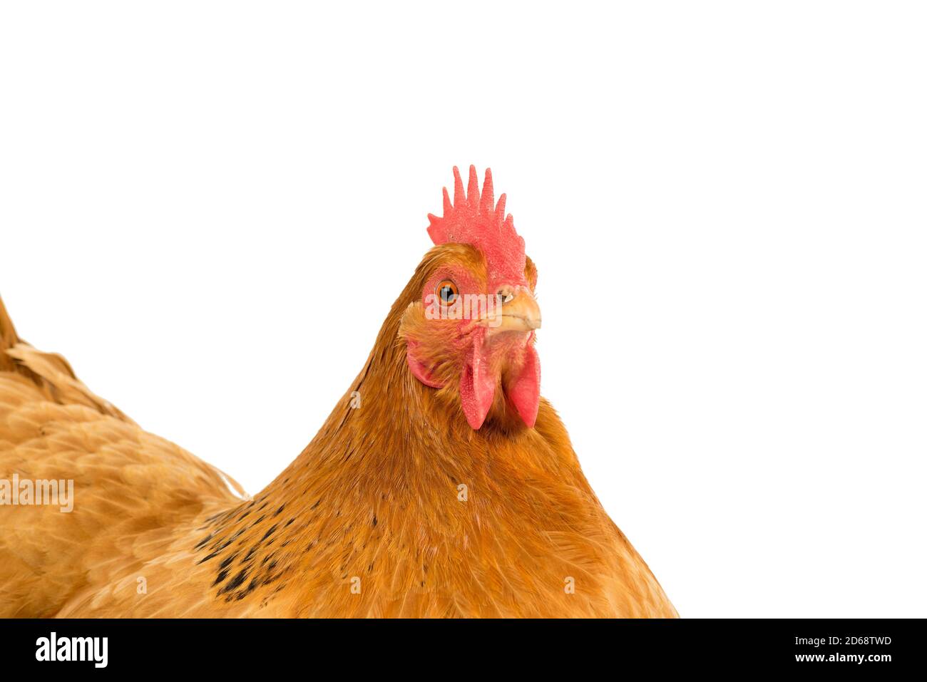 Ein Porträt des Kopfes eines A New Hampshire Rotes Hühnchen isoliert auf weißem Hintergrund Stockfoto