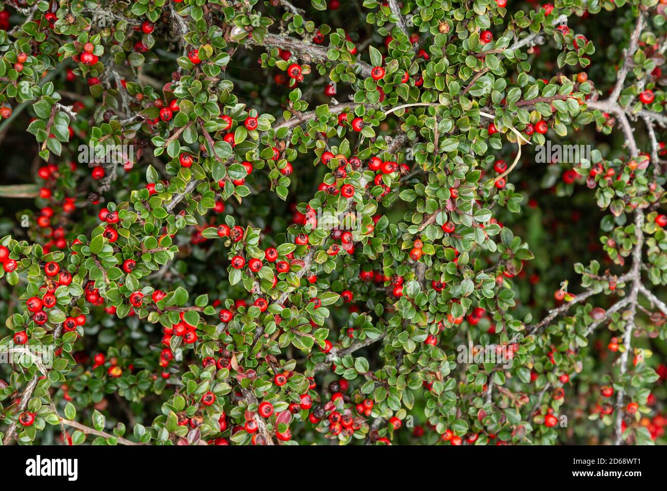 Cotoneaster horizontalis Pflanze mit Beeren. Stockfoto
