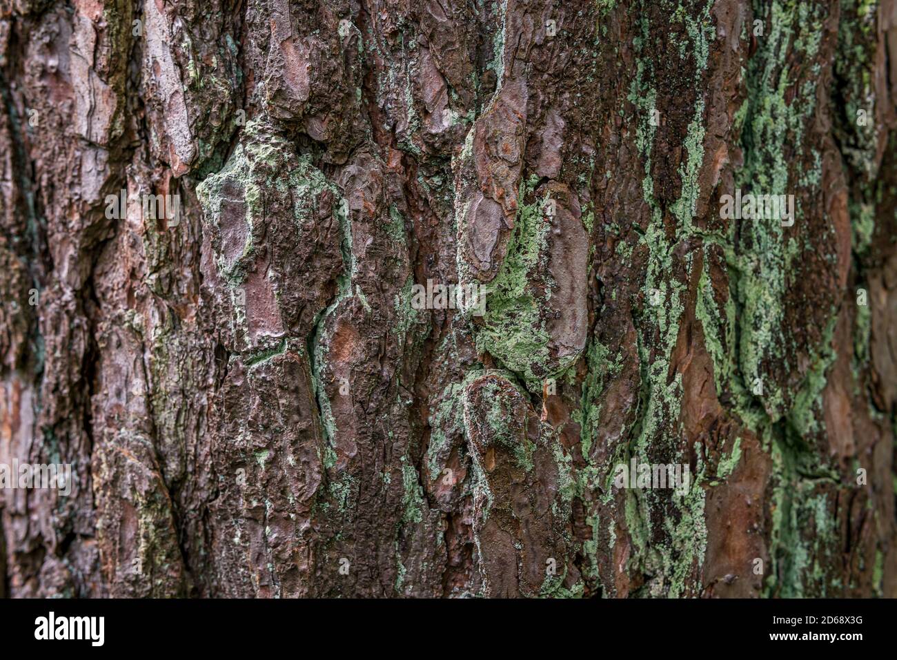 Kiefer Nadelholz Textur Hintergrund in Mischwald im oberen schwaben deutschland Stockfoto