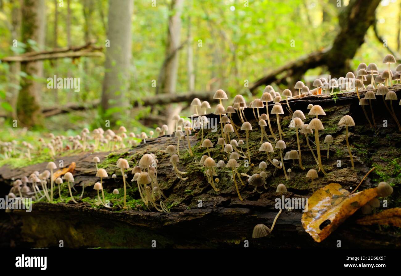 Alten Baumstumpf Moos eingewickelt mit Haufen orange Pilz wächst im Laufe der Białowieża Wald, Polen, Europa Stockfoto