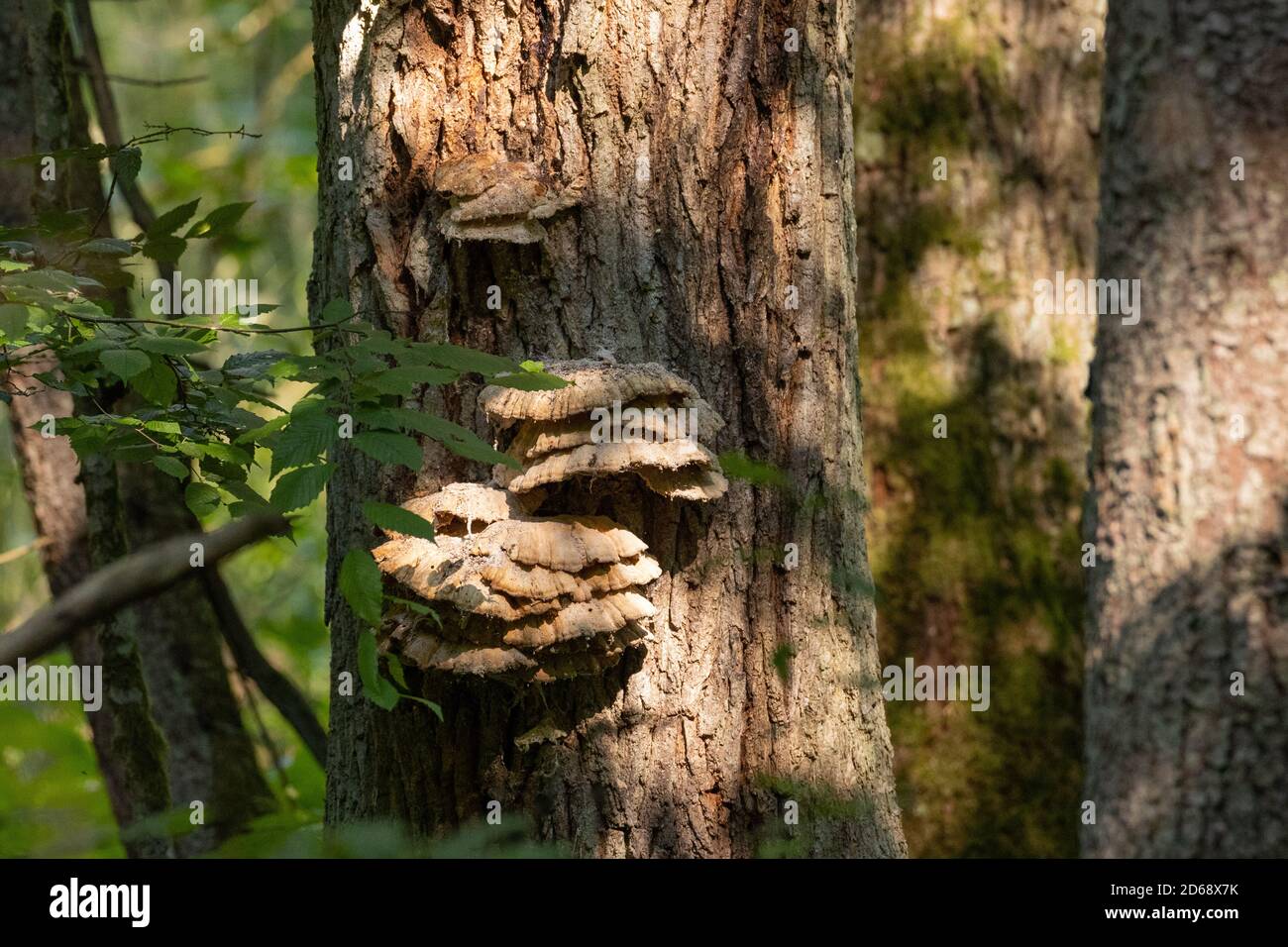 Alte riesige Schwefel Shelf Pilze Nahaufnahme auf Baum, Bialowieza Wald, Polen, Europa Stockfoto