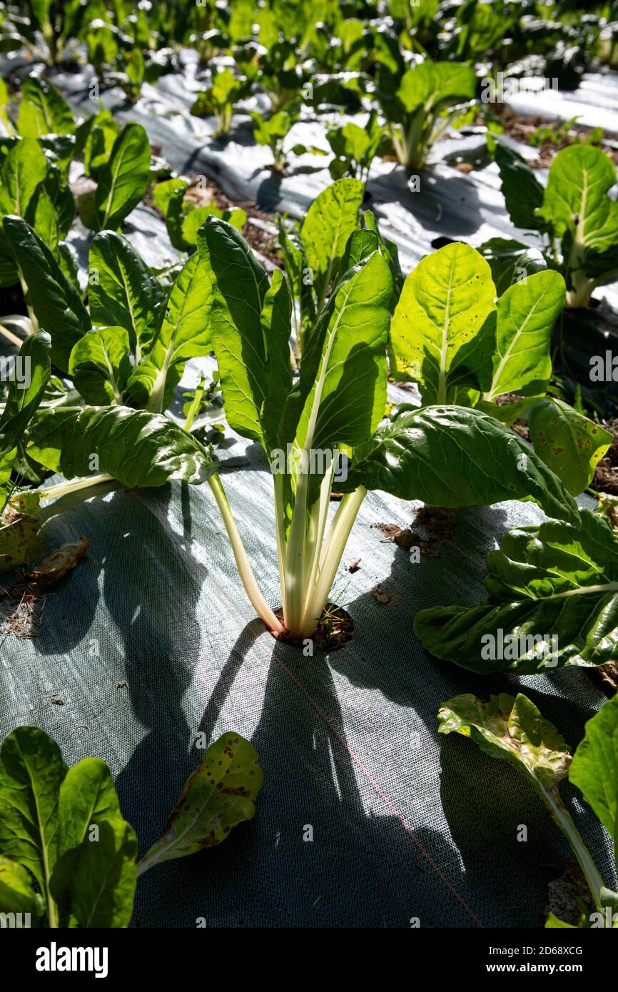 Mangold oder Mangold (Beta vulgaris, die in der Sommersonne in einer Unkrautmatte im Freien wachsen. Stockfoto